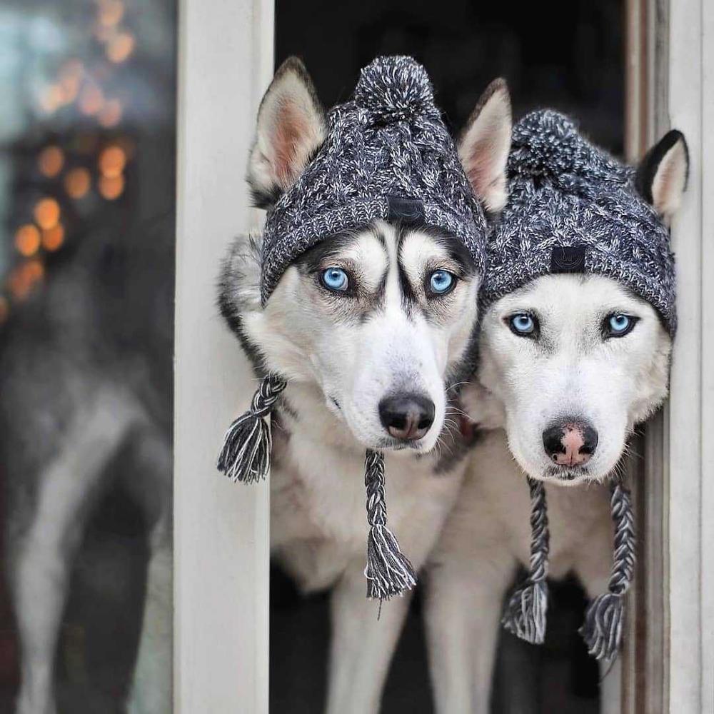 Autumn Winter Warm Knitted Pet Hats With Fluffy Ball - BIG FRENCHIES