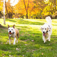 1Set Wireless Electric Dog Fence Pet Shock Boundary Containment System Electric Training Collar For Small Medium Large D