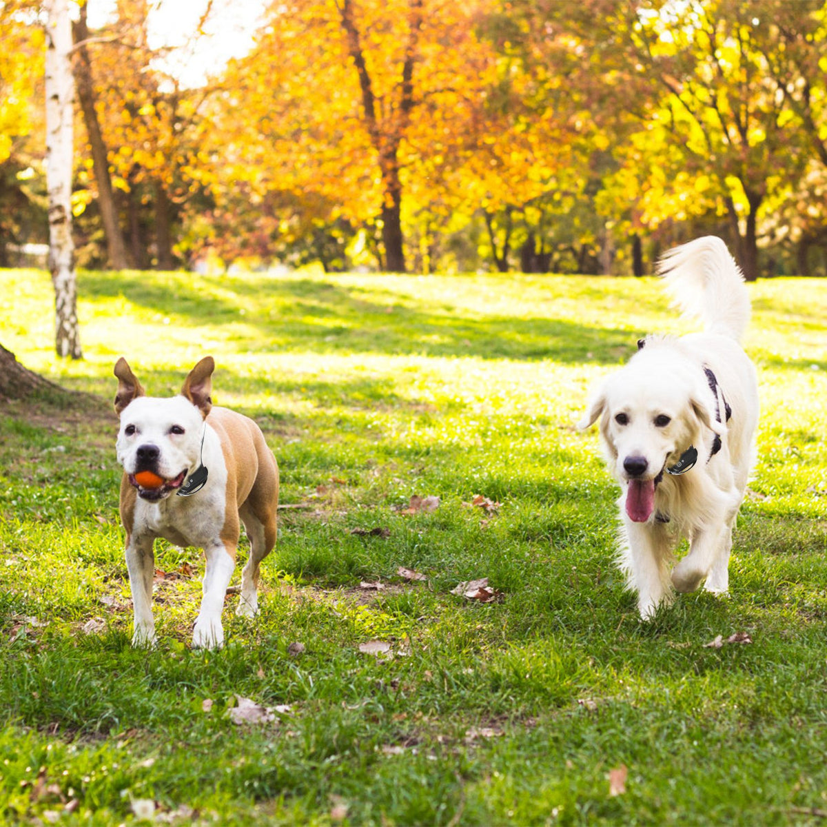 1Set Wireless Electric Dog Fence Pet Shock Boundary Containment System Electric Training Collar For Small Medium Large D