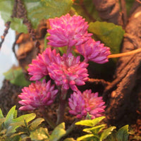 Reptile Plants Artificial - BIG FRENCHIES