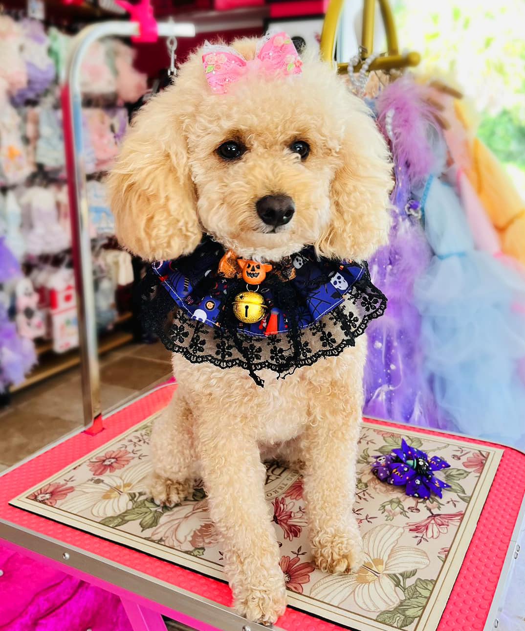 Halloween Pet Ruffle Collar with Lace, Bow & Bell-Pet Collars & Leashes-BIG FRENCHIES-Jane's Pet Boutique