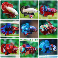 Betta Giant