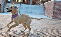 EcoBark Lavender Dog Harness - Over-the-Head Soft Mesh Vest Halter for XS to Medium Breed Dogs - BIG FRENCHIES