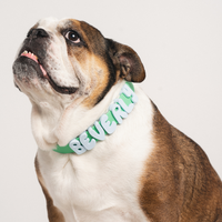 Waterproof Dog Collar - BIG FRENCHIES