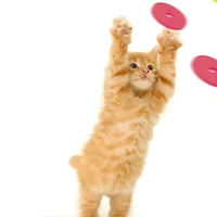 Funny Turnip Gun Cat Toy – Interactive Foam Launcher for Active Cats & Dogs - BIG FRENCHIES