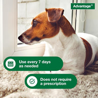 12 Oz Flea & Tick Shampoo for Puppies & Adult Dogs . - BIG FRENCHIES