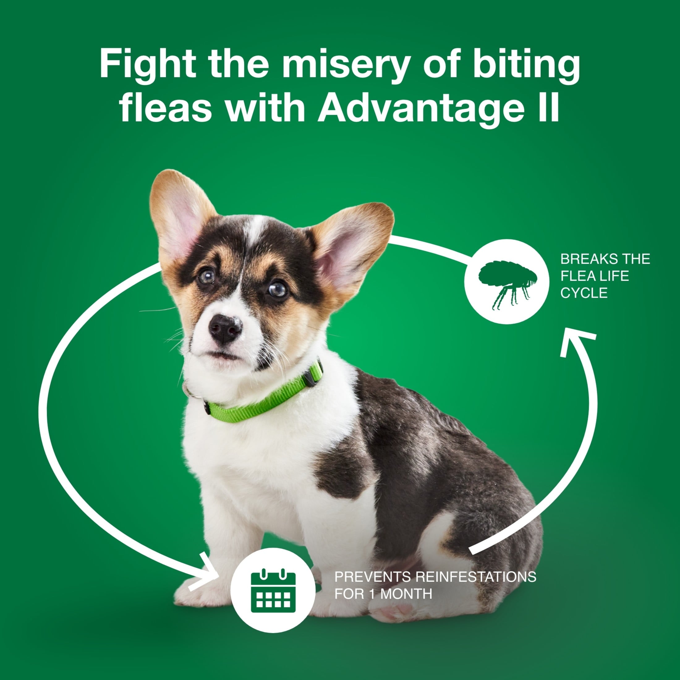Vet-Recommended Flea Prevention for Small Dogs 3-10 Lbs, 6-Monthly Treatments - BIG FRENCHIES