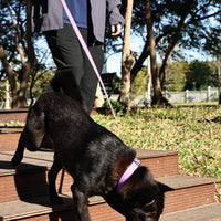Honeycomb Embossed Dual-Color Pet Leash Set Is Stylish And Fashionable. The Embossed Surface Enhances The Leash's Grip, 