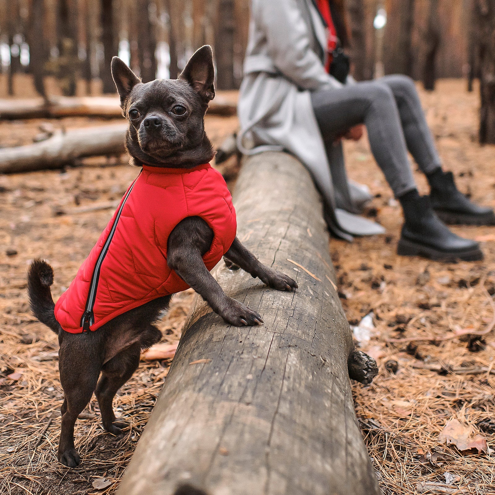 Sustainable Eco-Friendly Dog Jacket / Vest - Made in Ukraine - BIG FRENCHIES