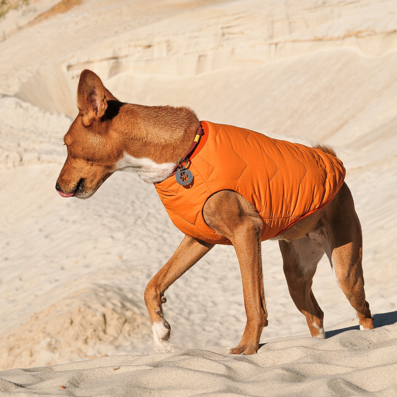 Sustainable Eco-Friendly Dog Jacket / Vest - Made in Ukraine - BIG FRENCHIES