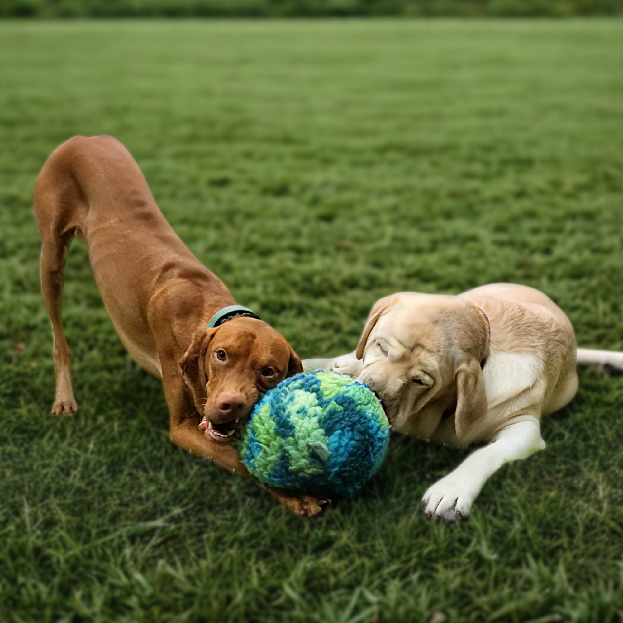 HuggleSnuffles™ SnuffleSphere™ Puzzle Ball - BIG FRENCHIES