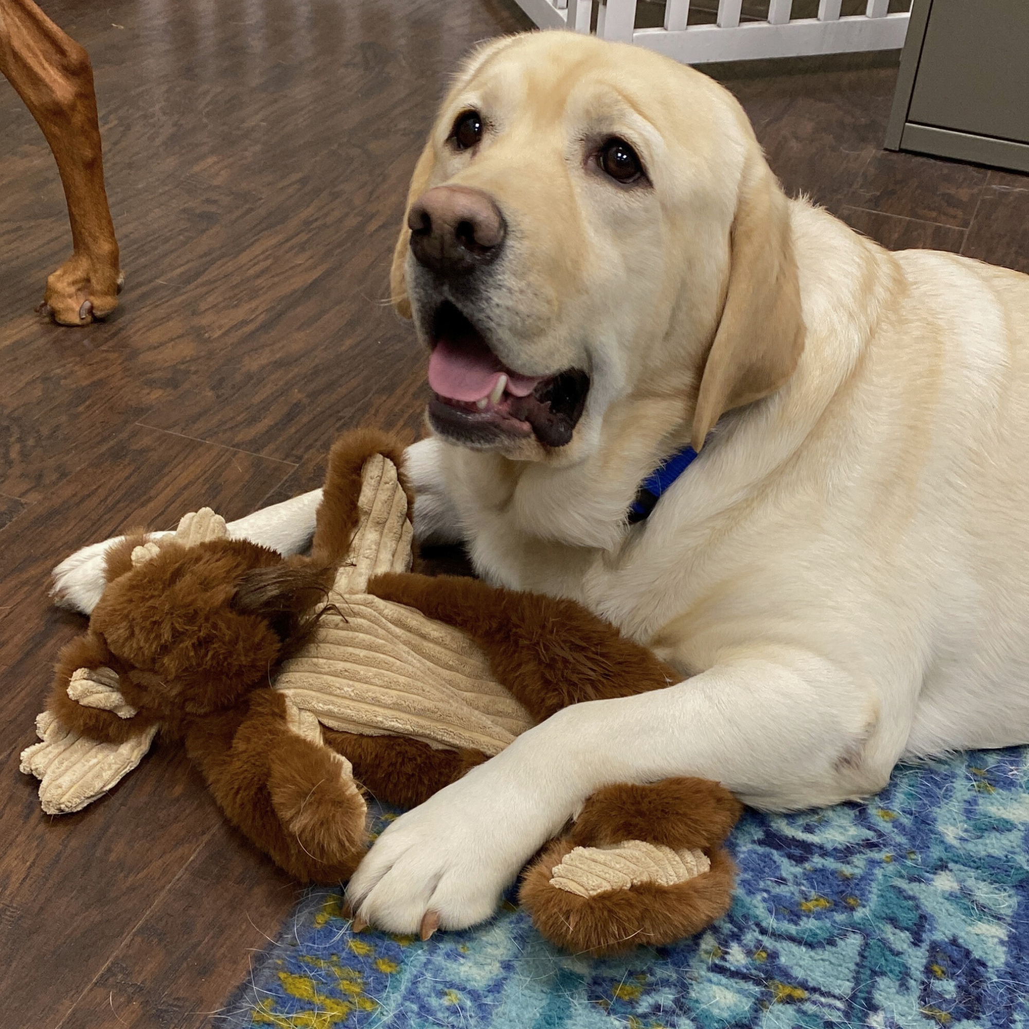 Maple Moose X-Brace™ Durable Plush Dog Toy - BIG FRENCHIES