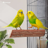 Parrot Cage Perch, Wooden Platform for Birds (2 Packs) - BIG FRENCHIES
