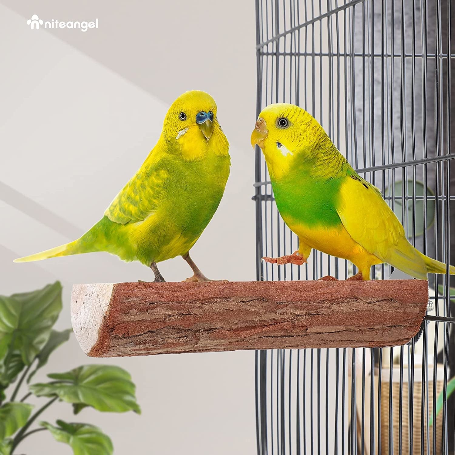 Parrot Cage Perch, Wooden Platform for Birds (2 Packs) - BIG FRENCHIES