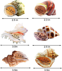 SINKOO 6PCS Hermit Crab Shells Medium to Large - image 2