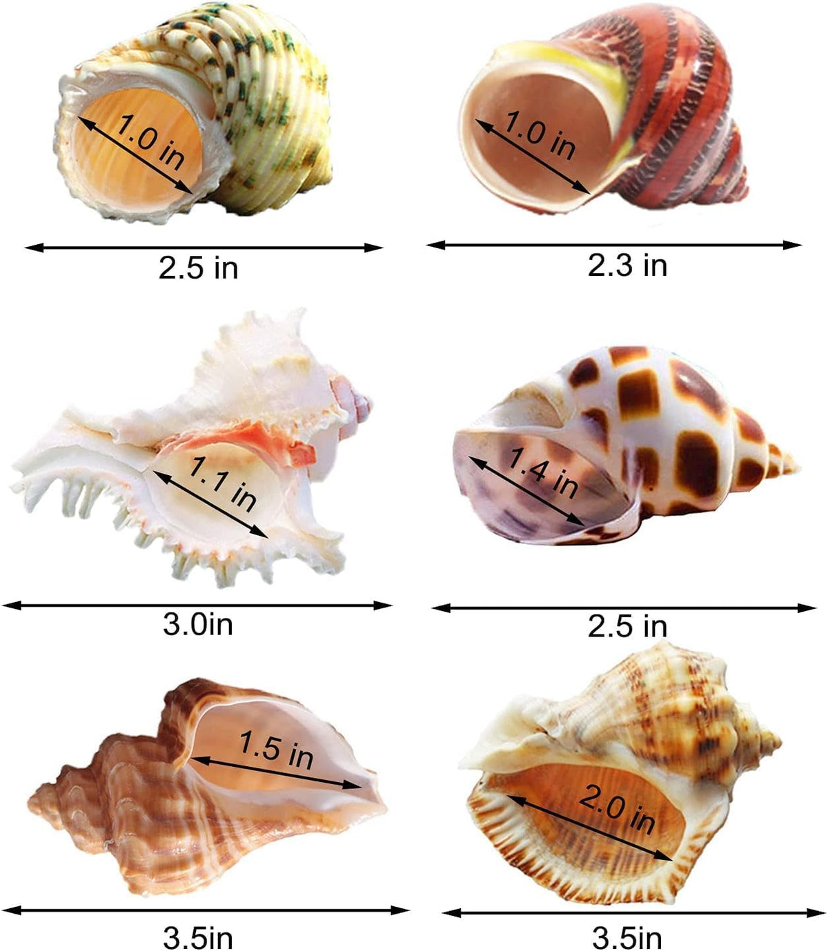 SINKOO 6PCS Hermit Crab Shells Medium to Large - image 2