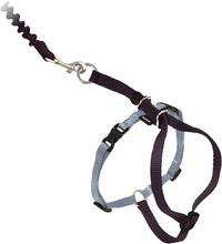 PetSafe Come With Me Kitty Harness and Bungee Cat Leash - Large (Pack of 1) / Black