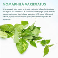 Live Plants – Variegated Hygrophila (Nomaphila variegatus) – Medium Light, Green and White Accent Freshwater Aquatic Stem Plant, Midground to Background Placement – Pot, 1 Pack
