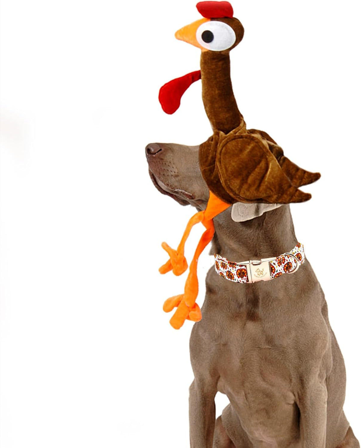 Elegant little tail Fall Dog Collar - Turkey / X-Small (Pack of 1) - image 4