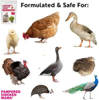 Pampered Chicken Mama Molting Supplement for Chickens: Fluffiest Feathers Ever Backyard Chicken Feed and Supplies for Hens (2 pounds)