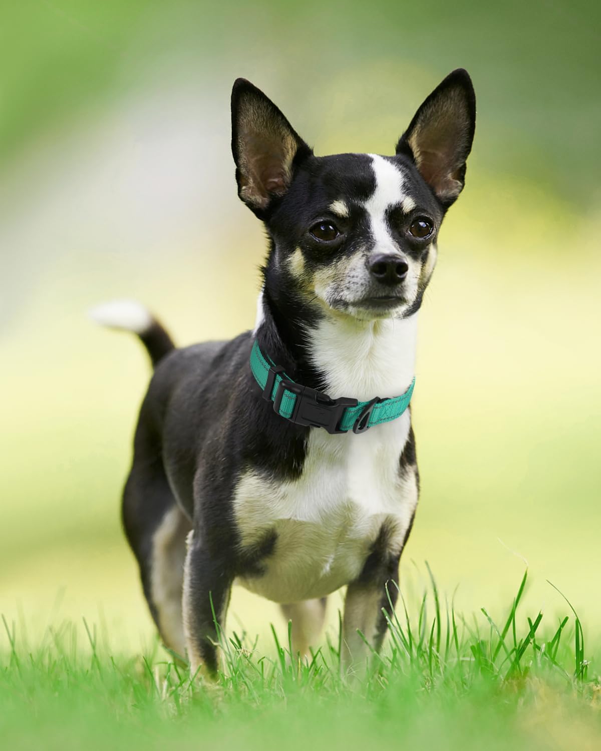 Joytale Reflective Dog Collar, Adjustable Neoprene Padded - X-Small (Pack of 1) / Teal - image 3