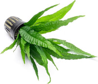 Java Fern Live Aquarium Plants - Potted Freshwater Plant for Fish Tanks - Beginner Friendly, Low Light (Java Fern, 3 Pots)