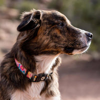 Wolfgang Heavy Duty, Adjustable Dog Collar with Quick Release Nylon Buckle for Walking & Training - Large (1 Inch x 18-26 Inch) / PackLeader Print - image 2