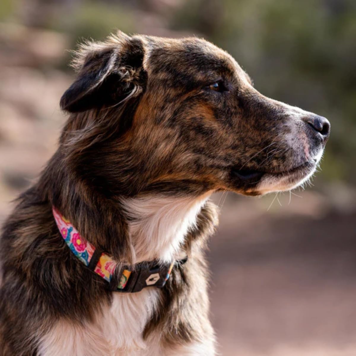 Wolfgang Heavy Duty, Adjustable Dog Collar with Quick Release Nylon Buckle for Walking & Training - Large (1 Inch x 18-26 Inch) / PackLeader Print - image 2