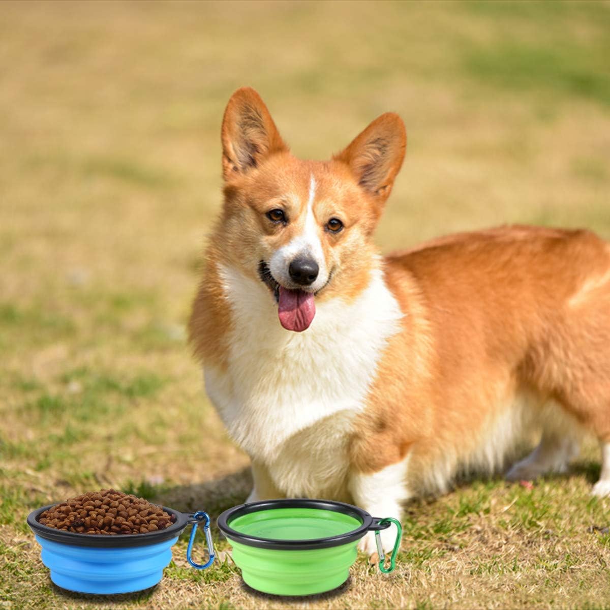 Collapsible Dog Bowl, with Lids - Small / Blue+Green - image 3