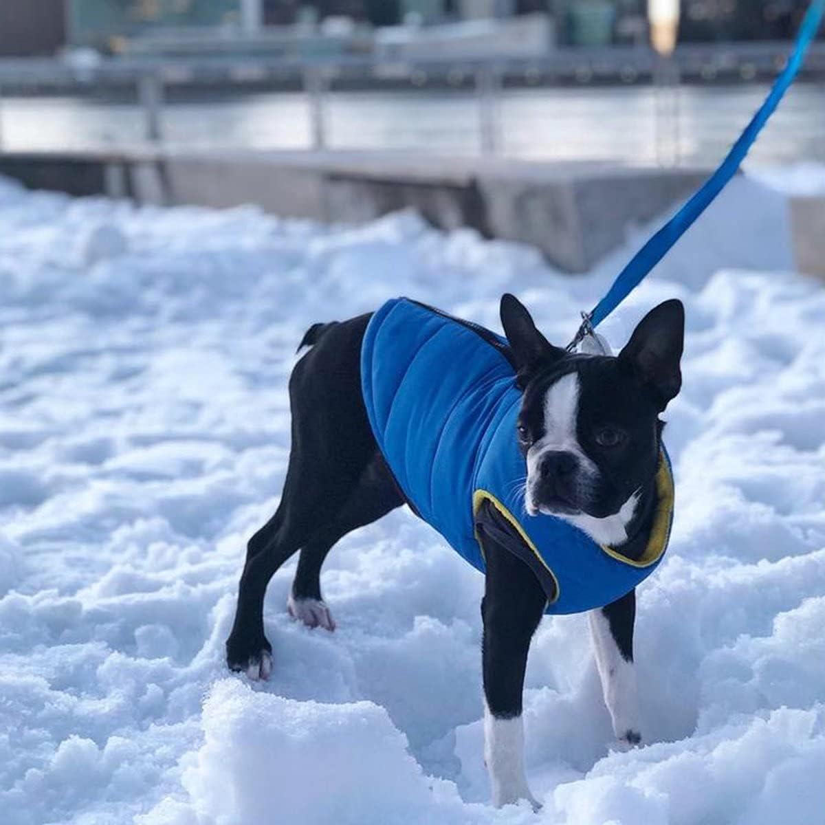 Gooby Padded Vest Dog Jacket, Solid Turquoise - Medium / Blue Solid - image 2