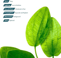 Live Plants - Argentine Sword (Echinodorus ascherianus) - Low to Medium Light, Bright Green Accent for Background Freshwater Aquarium Aquascaping - Pot