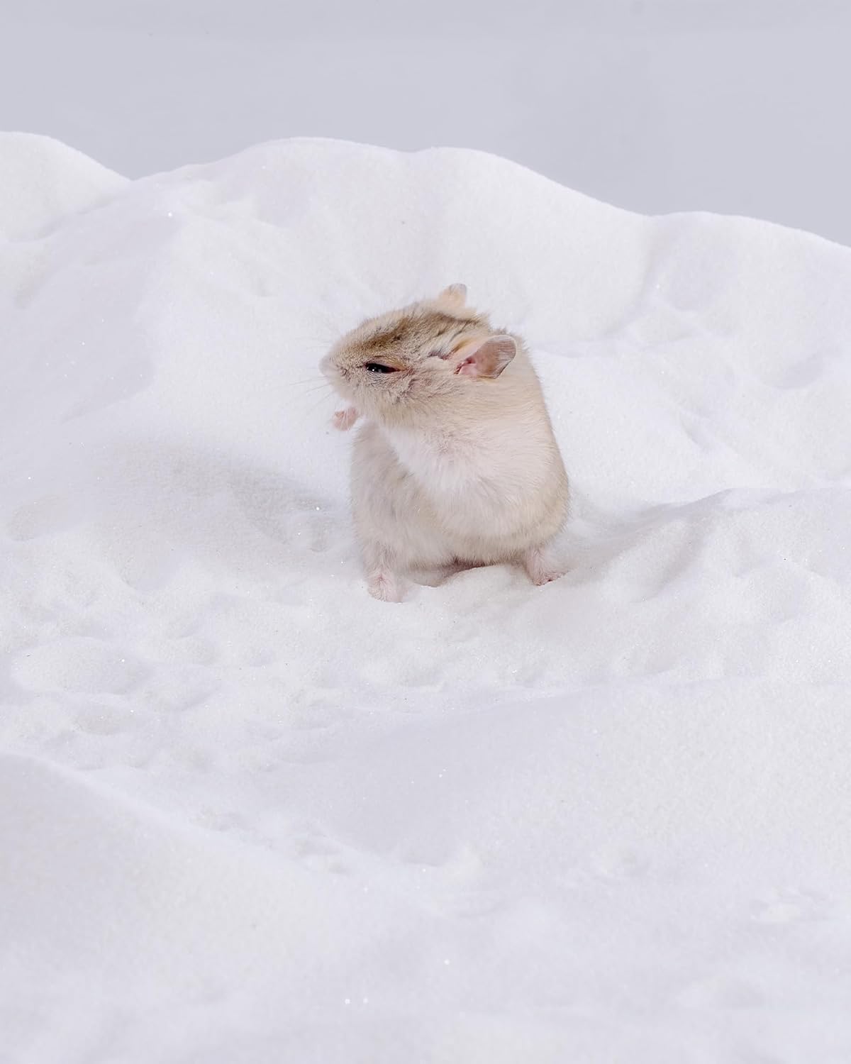 Niteangel Hamster Desert Bath Sand: 2.5lb/40oz No-Dust Bath & Easy - 2.5LB/40oz / White Sand - image 2