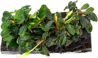 Live Aquarium Plants on Driftwood, Lava Rock, Moss Mat - Freshwater Fish Tank Plants (Bucephalandra Mix, Driftwood (Medium))