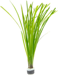 Live Aquarium Stem Plants - Freshwater Aquatic Plant for Fish Tanks, Aquascaping - (Cyperus Helferi, 4 Bunches)