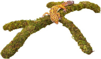 Leopard Gecko Tank Accessories
