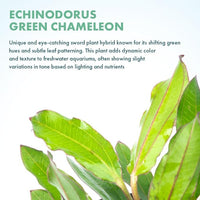 Live Plants - Echinodorus ‘Green Chameleon’ (Echinodorus sp.) - Medium to High Light, Green Red Accent, Midground to Background Placement, Freshwater Aquatic Plant - Pot
