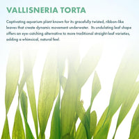 Live Plant - Tall Grass, Vallisneria Torta - Easy Care, Moderate to High Light, Bright Green Accent, Freshwater Aquatic Plant for Aquascaping - Lead Bunch