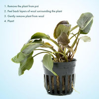 Live Plants - Lagenandra Meeboldii Red (Lagenandra meeboldii) - Moderate to High Light Tank Display, Red to Bronze Accent, Midground Placement, Freshwater Aquatic Plant - Pot