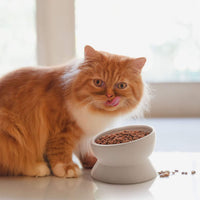 Y YHY Cat Bowl Anti Vomiting, Raised Food Bowls - 15oz / White - image 2