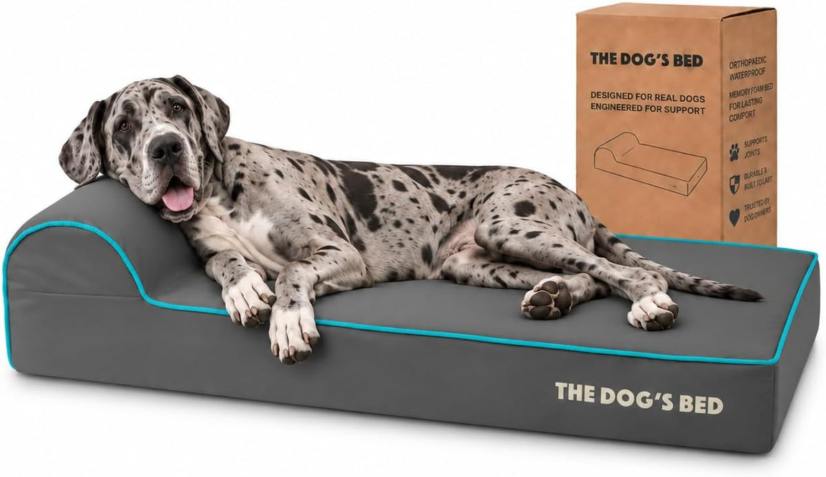 The Dog’s Bed Orthopedic Memory Foam Dog Bed with Headrest XL 6-Inch – Essentials for Dogs - Grey with Blue Trim / XXL (54"L x 36"W x 6"Th)