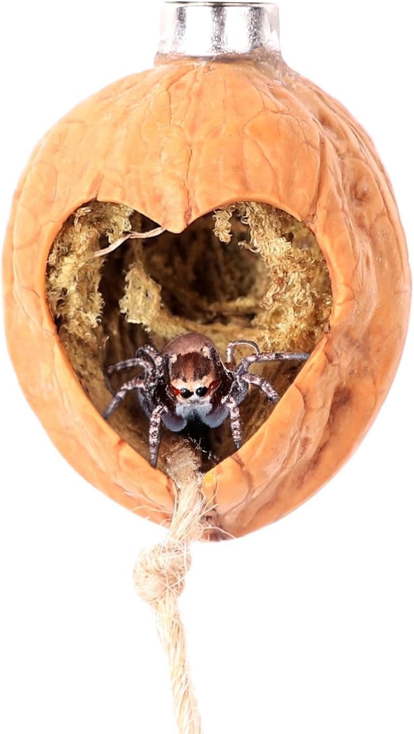 Handmade walnut skin jumping spider hide with oval and heart-shaped openings and magnet