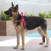 Plutus Pet No Pull Dog Harness with Front Clip - XL: chest 29.5"-39.4" / Pink - image 4
