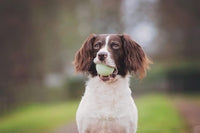 Chuckit! Ultra and Rugged Dog Balls, High-Bounce Fetch, Set of 3 - Small (2") / Fetch Pack 1 - image 2