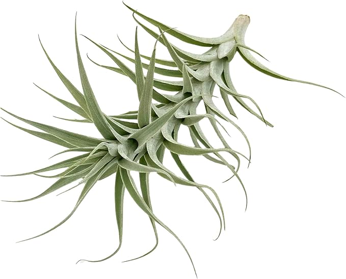 Live Air Plants - Tillandsia Albida 7-12" - 2ct – ragnaroc Live Indoor Plant - Live Arrival Guaranteed - House Plants for Home Decor & Gift