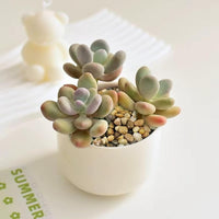 Poilished Fish Tank Gravel, 3/8 Inch Pebbles for Indoor Plants, Decorative Stones River Rocks for Succulent Soil Cover, Cactus, Aquarium, Vase Filler and Outdoor Garden Landscaping