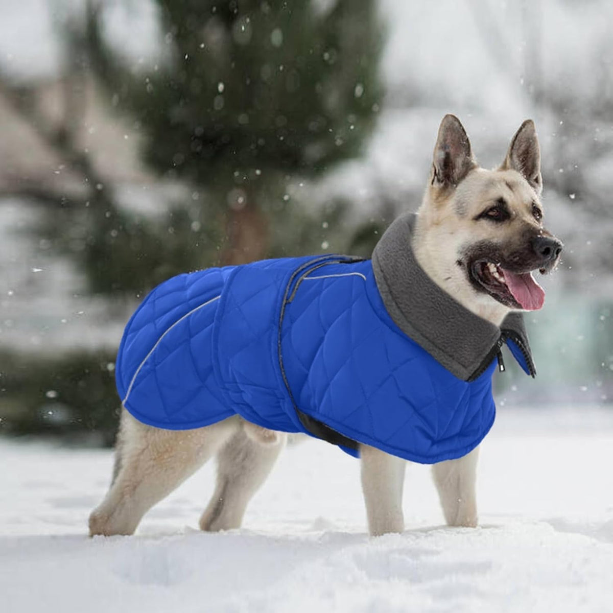 Kuoser Large Dog Coat, Fleece Lined Dog Winter Jacket with Harness Hole, L – Essentials for Dogs - Xxx-large (Chest: 35.43" - 43.3") / Royal Blue - image 4