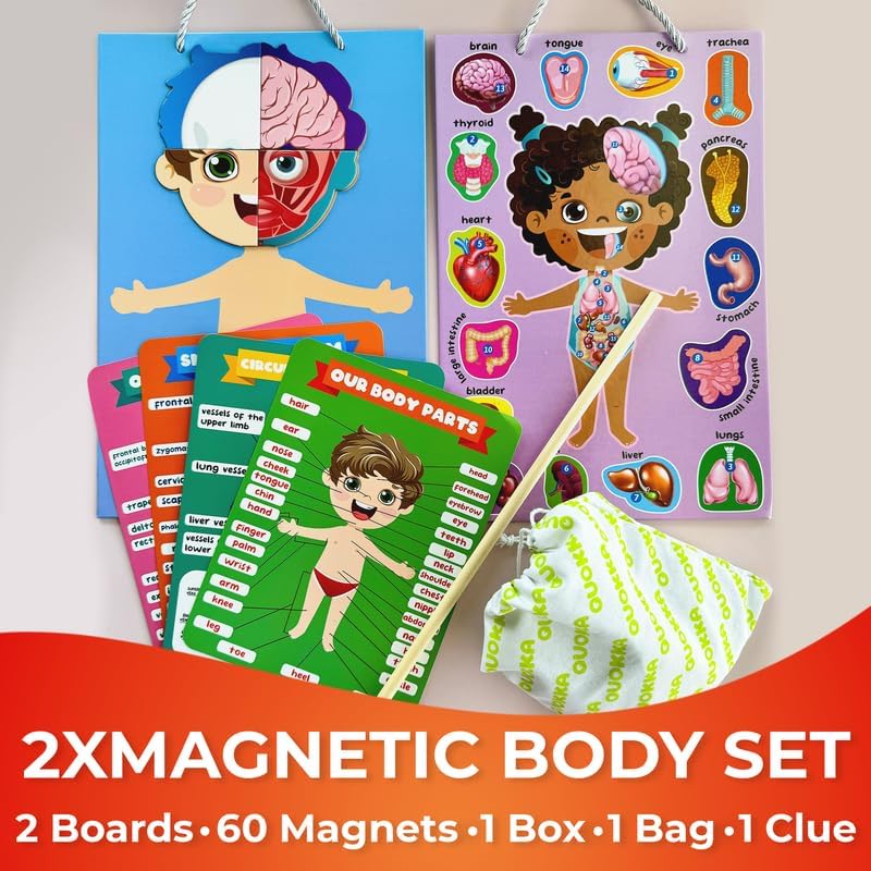 Human Body Model for Kids - Blue Pink Multicolor - image 2