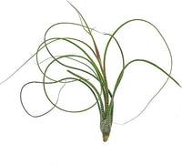 Live Air Plants - Tillandsia Butzii, Jumbo 7-9" - 2ct - Live Arrival Guaranteed - House Plants for Home Decor & Gift