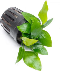 Anubias Live Aquarium Plants - Potted Freshwater Plant for Fish Tanks, Terrariums - Beginner Friendly Low Light (Nana Golden, 1 Pot)