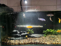 Natural Slate Stone Rocks 2 to 6 inch Aquariums Stone for Aquascaping,Terrariums,Reptile Enclosures,Paludariums, and Gardens-10lb